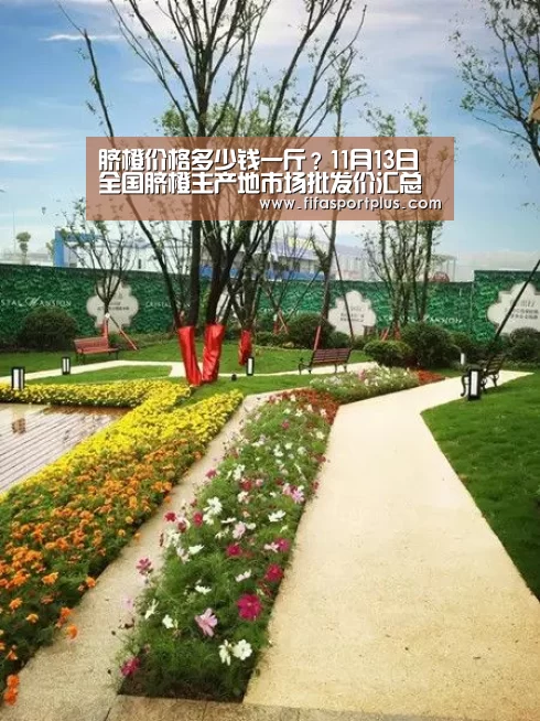 脐橙价格多少钱一斤?11月13日全国脐橙主产地市场批发价汇总“中文资讯”(图1) 赛程查询