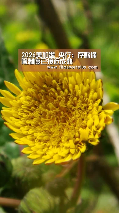 2026美加墨_央行:存款保险制度已接近成熟(图2) 中文资讯